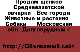 Продам щенков Среднеазиатской овчарки - Все города Животные и растения » Собаки   . Московская обл.,Долгопрудный г.